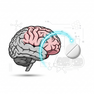 brain